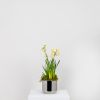 Polished Marine SS (316) 12.5cm Newlyn Pot