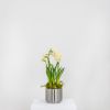Satin Marine SS (316) 12.5cm Newlyn Pot
