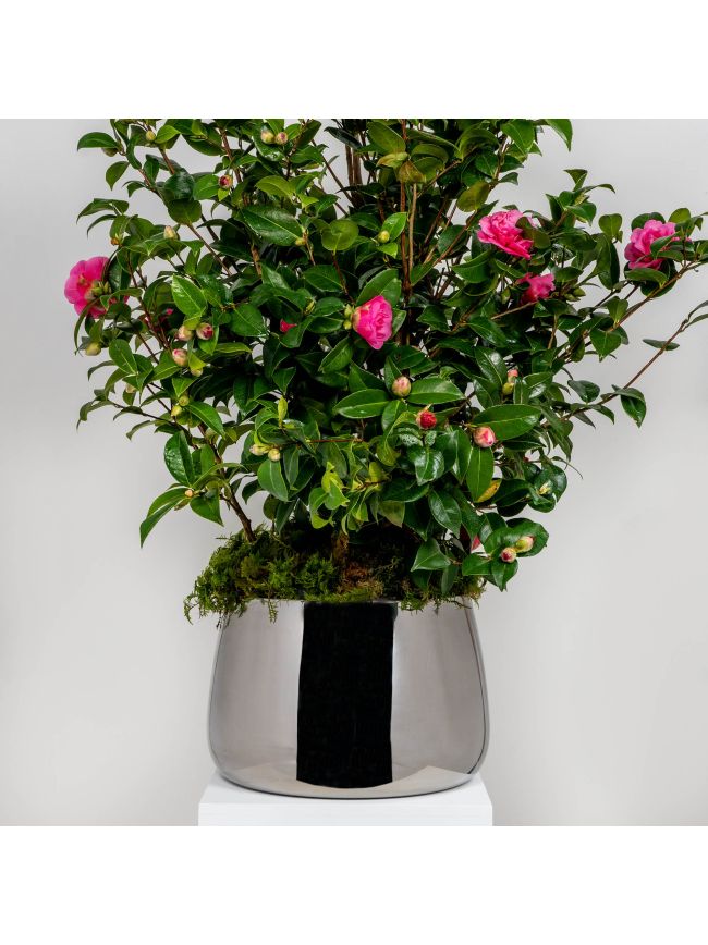 Polished Marine SS (316) 28cm Hepworth Pot