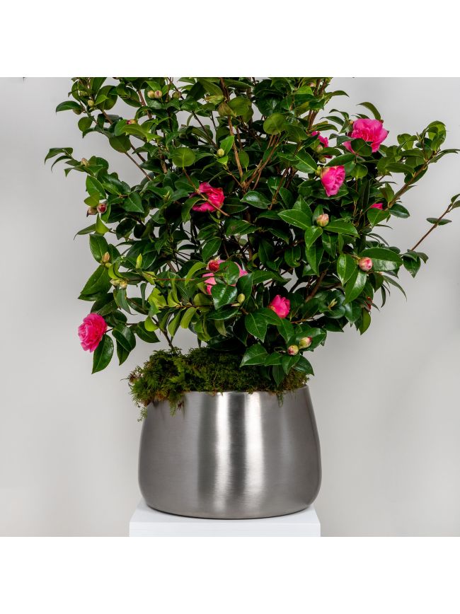Satin Marine SS (316) 28cm Hepworth Pot (Drainage holes)