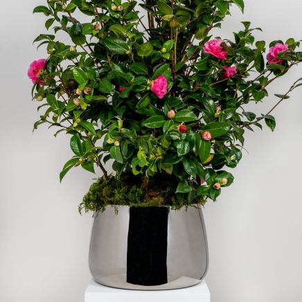Polished Marine SS (316) 28cm Hepworth Pot