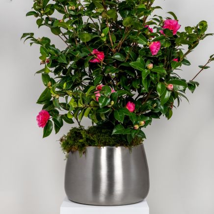 Satin Marine SS (316) 28cm Hepworth Pot (Drainage holes)